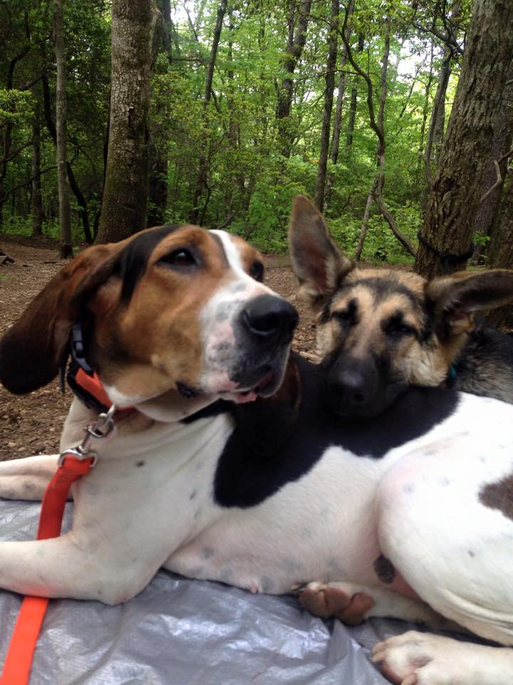 Nap time at Gooch Mountain Shelter