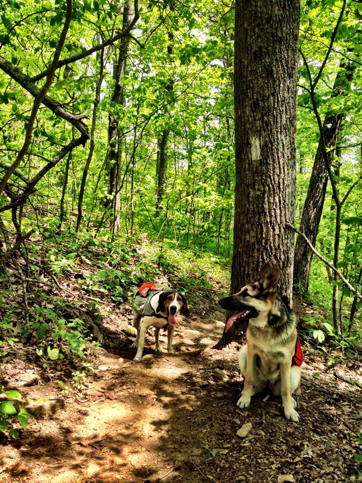 Climbing Sassafras Mountain