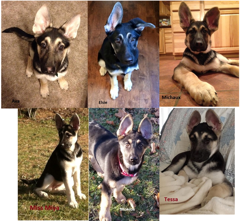 Ranger Tuscarora 6 at 4 months old