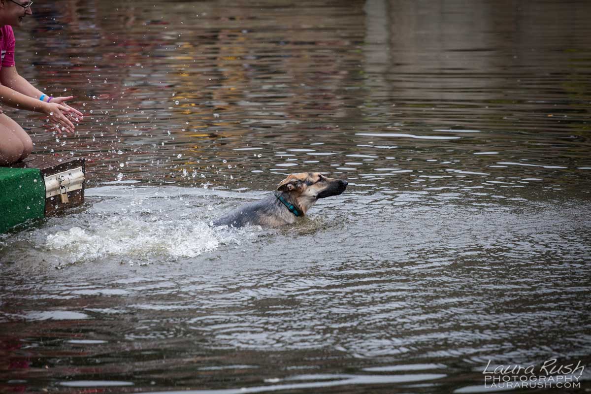 Dock Diving, Virginia 2015 (photo by http://laurarush.com)
