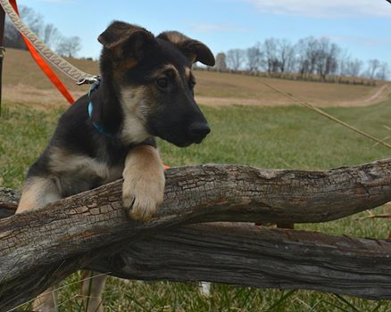 Michaux at School House Ridge