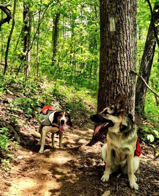 Hiking Sassafras Mountain 2015